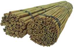 Tyczki Bambusowe 75 cm 10/12 mm /100 szt/,