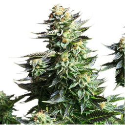 Amnesia Haze - 3 szt. nasion feminizowanych Royal