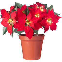 WeRChristmas doniczka na kwiaty, gwiazda bożonarodzeniowa, podświetlana, wielokolorowa,