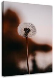 Obraz na płótnie, Samotny dmuchawiec 60x90