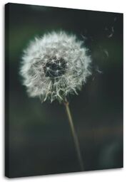 Obraz na płótnie, Dmuchawiec na wietrze 40x60