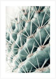 plakat Kaktus 50x70 cm