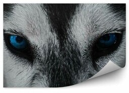 Zbliżenie pies husky niebieskie oczy Fototapeta Zbliżenie pies