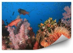 Ryby rafy koralowej Okleina ścienna Ryby rafy koralowej