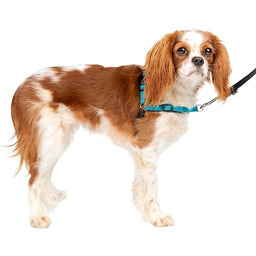 PetSafe Easy Walk Deluxe naczynia zapobiegające ciągnięciu, zmniejszają