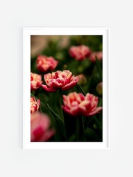 Tulipany Plakat