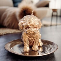 Pakamera Złota świeca pies - uzdrawianie zwierząt