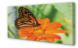 Obraz na płótnie Kwiat kolorowy motyl