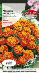 Aksamitka rozpierzchła (niska) - Tagetes patula nana fl.pl.