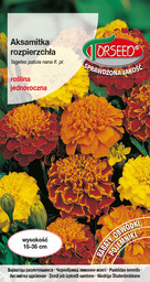 Aksamitka rozpierzchła (niska) - Tagetes patula nana fl.pl.