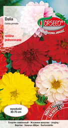 Dalia zmienna - Dahlia pinnata pełna i półpełna