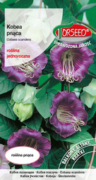 Kobea pnąca - Cobaea scandens fioletowa 0,8g