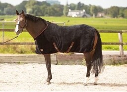 Harry''s Horse Derka osuszająca LouLou - jet-black