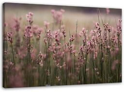 Obraz, Różowe polne kwiaty 120x80