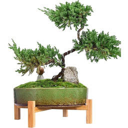 ARTKETTY Doniczki na rośliny ceramiczna doniczka bonsai
