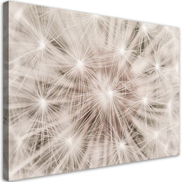 Obraz na płótnie, Dmuchawiec kwiaty natura makro 90x60