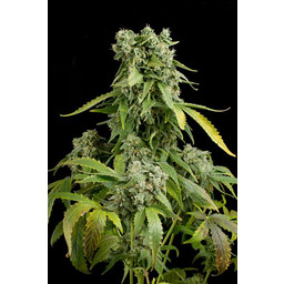 Blue Cheese Automatic - fem. i 3 nasiona