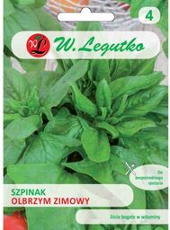 Szpinak Olbrzym Zimowy >>> nasiona Legutko 10g