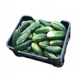 Ogórek długi świeży Hiszpania 4,5 kg
