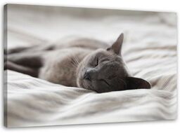 Obraz na płótnie, Śpiący kot 60x40