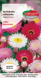 Suchołuska - Helipterum roseum mieszanka 2g