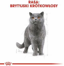 ROYAL CANIN British Shorthair 2kg