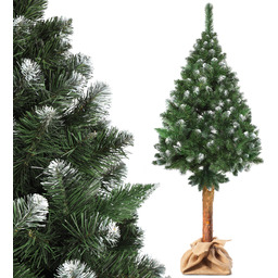 Choinka na pniu sosna diamentowa Roana 220 cm