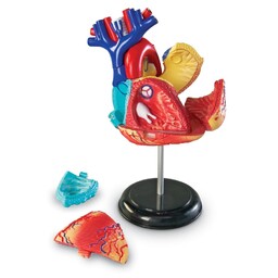 Model anatomiczny serca