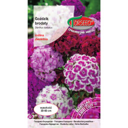 Goździk brodaty - Dianthus barbatus wysoki, pełny -