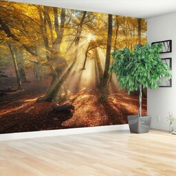 Fototapeta Magiczny las