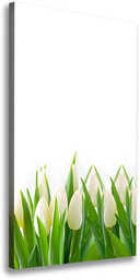 Foto-obraz canvas do salonu Białe tulipany