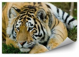 Odpoczywający tygrys Fototapeta Odpoczywający tygrys 250x250cm MagicStick