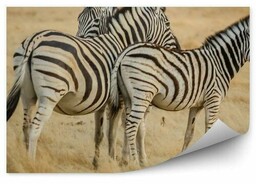 Zebra w afryce Fototapeta Zebra w afryce 250x250cm