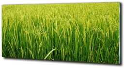 Foto obraz szkło hartowane Pole ryżowe