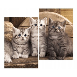 80x70cm Obraz koty brytyjskie kocięta kotki duo obraz