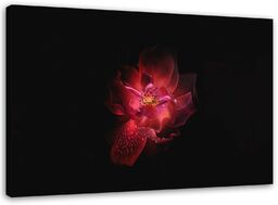 Obraz, Nocny kwiat 120x80