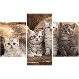 90x60cm obraz Obraz koty brytyjskie kocięta kotki trzy