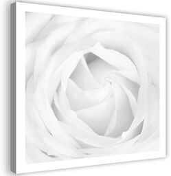 Obraz na płótnie, Biała róża 30x30