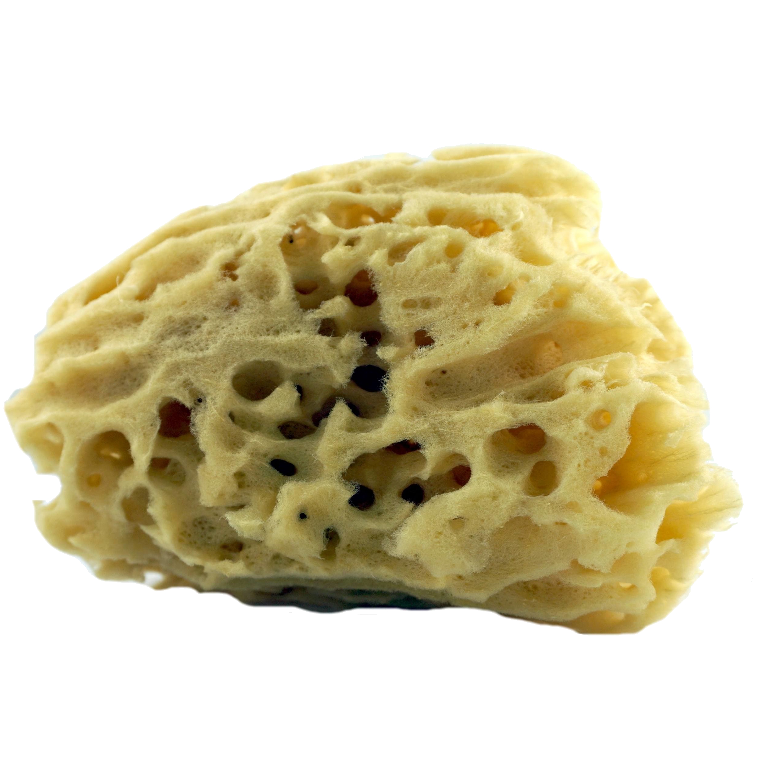 Губка Натуральная Морская Купить