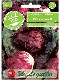 Cykoria nasiona Cykoria nasiona