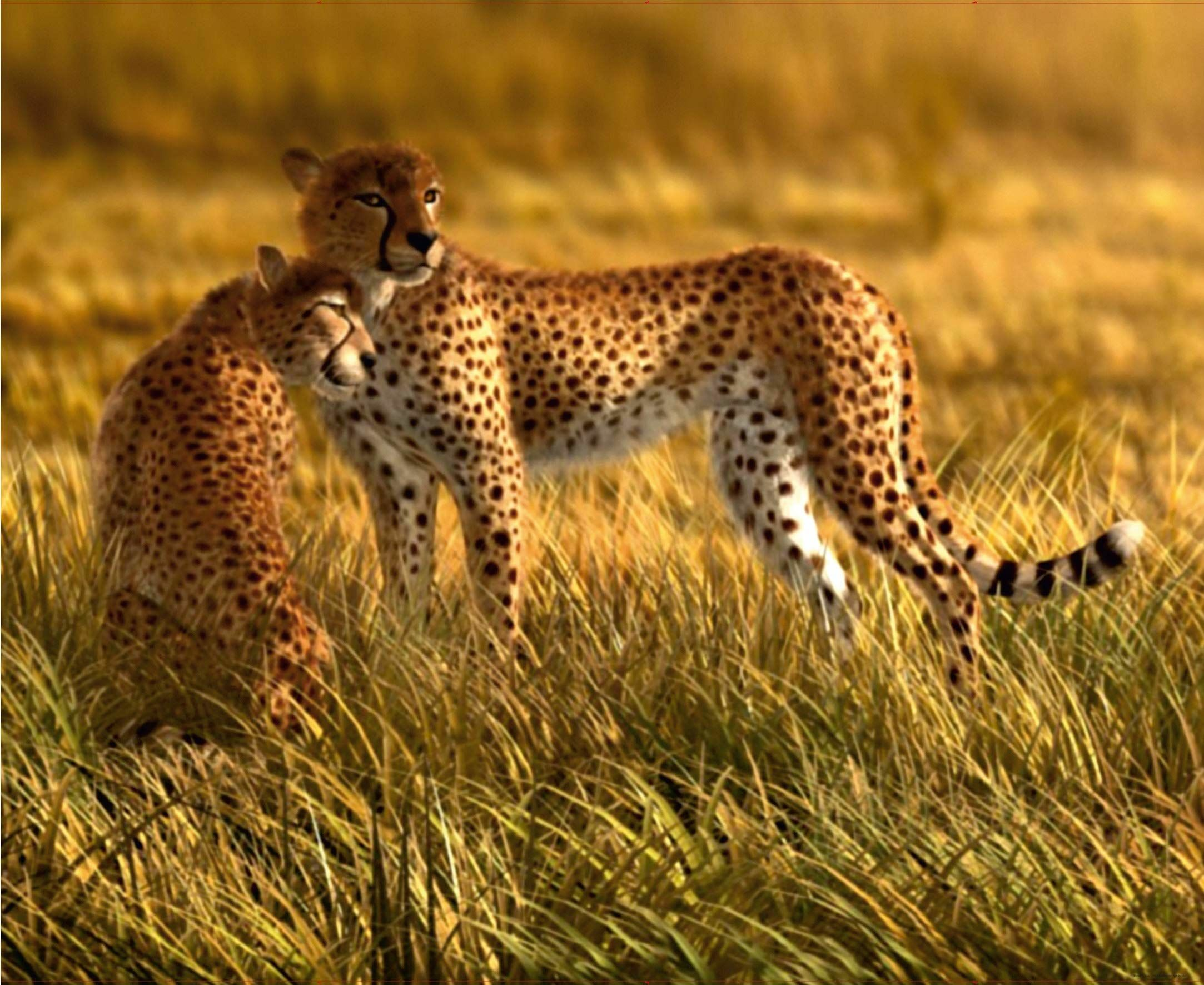 Fototapeta gepard