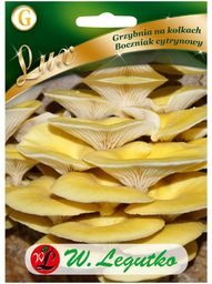 Grzybnia Grzybnia