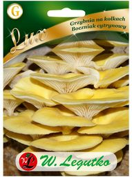 Grzybnia Grzybnia