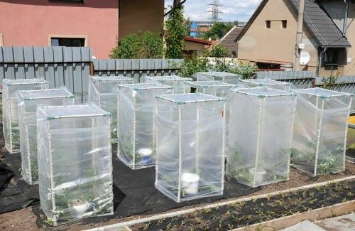 Mini szklarnia Mini szklarnia