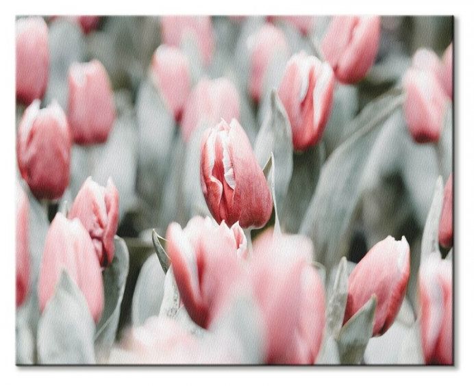 Tulipany obraz Tulipany obraz